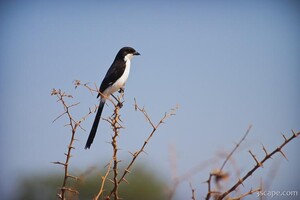 Long-tailed Fiscal Shrike