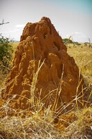 Large termite mound