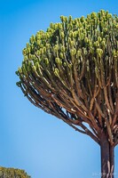 Candelabra tree