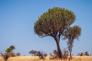 Candelabra tree