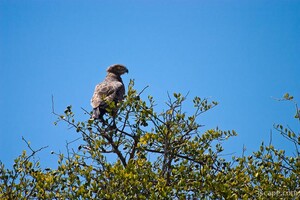 Tawny Eagle