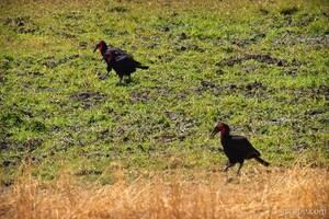Southern Ground Hornbill