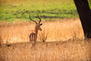 Male Impala