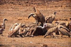 Vultures feeding on a dead buffalo
