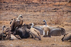 Previous: Vultures feeding on a dead buffalo
