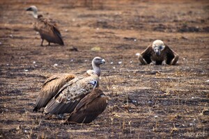 Ruppell's Griffon Vulture