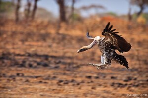 Next: Vulture coming in for a landing