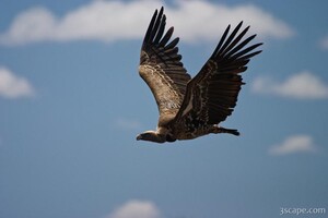 Flying vulture