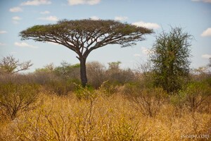 Flat-topped Acacia