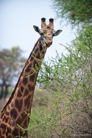 Masai Giraffe