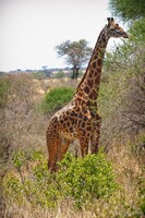 Previous: Masai Giraffe