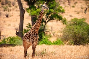 Previous: Masai Giraffe