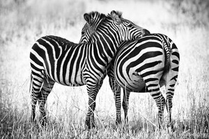 Next: Cuddling zebras