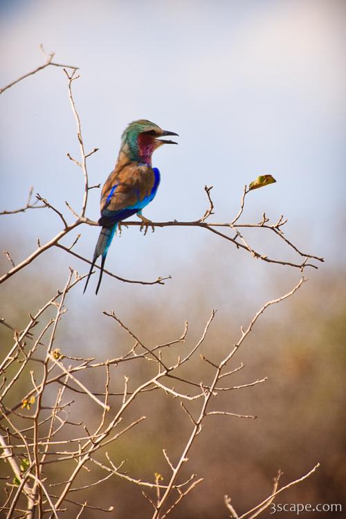 Lilac-breasted Roller