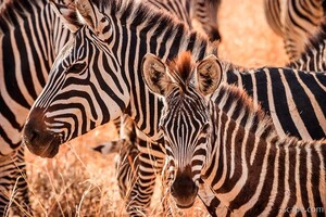 Common Zebra