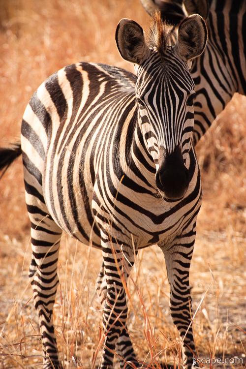 Zebra staring us down