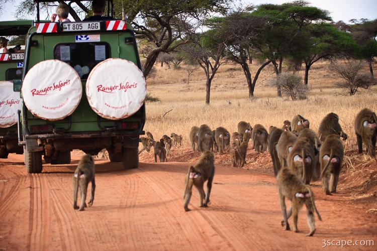 Troop of baboons