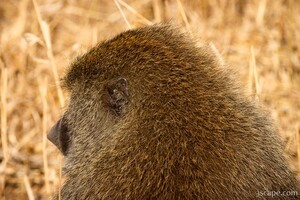 Next: Back of baboon's head