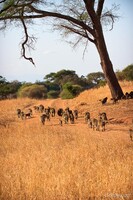 Baboons everywhere!