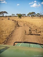 It's a parade of baboons