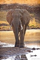 African Elephant