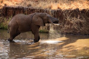 Elephant drinking water