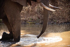 Elephant with Nile Monitor on the water bank
