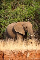 African Elephant