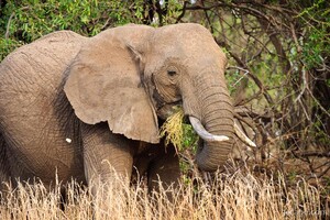 Elephant eating grass