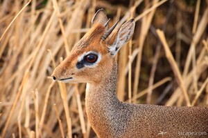 Kirk's Dik Dik (deek deek)