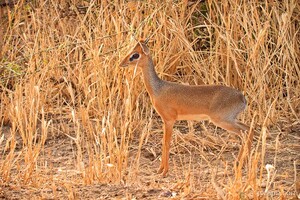 Kirk's Dik Dik