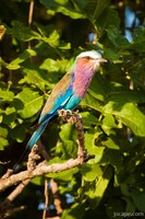 Lilac-breasted Roller