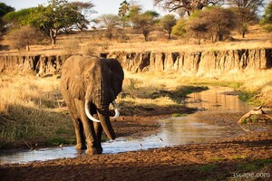 Look at those tusks!