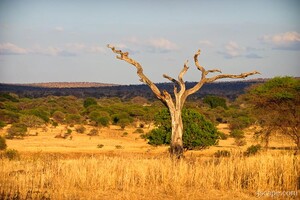 Dead tree