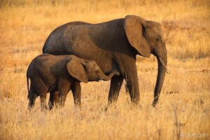 Mom and baby elephant