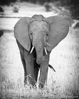 African Elephant