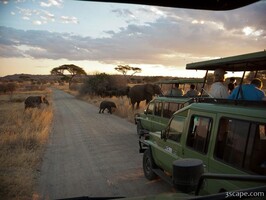 Elephant crossing...