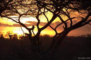 Sunset amongst Boabab and Acacia trees