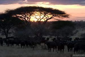 Herd of buffalo at sunset by an acacia tree