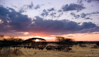Herd of Cape Buffalo at sunset