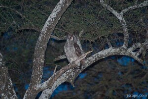 Next: Spotted Eagle  Owl