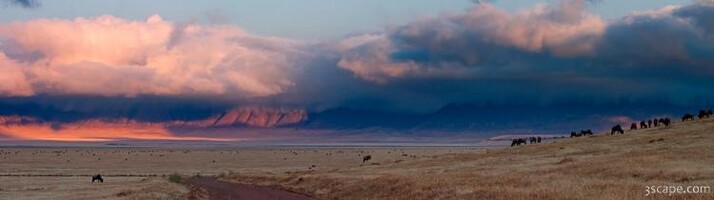 Panoramic - crater animals in the morning
