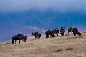 Wildebeest eating breakfast on the crater floor