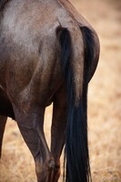 Wildebeest butt