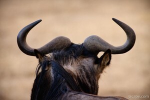 Wildebeest horns