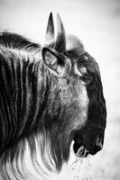 Wildebeest