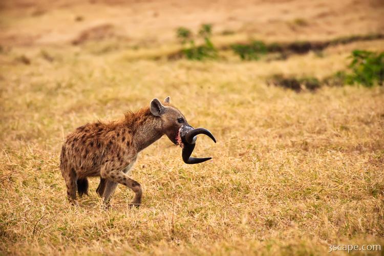 A spotted hyena carrying off wildebeest horns