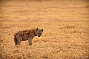 Spotted hyena