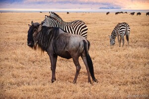 Wildebeest and zebras