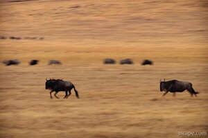 Wildebeest running